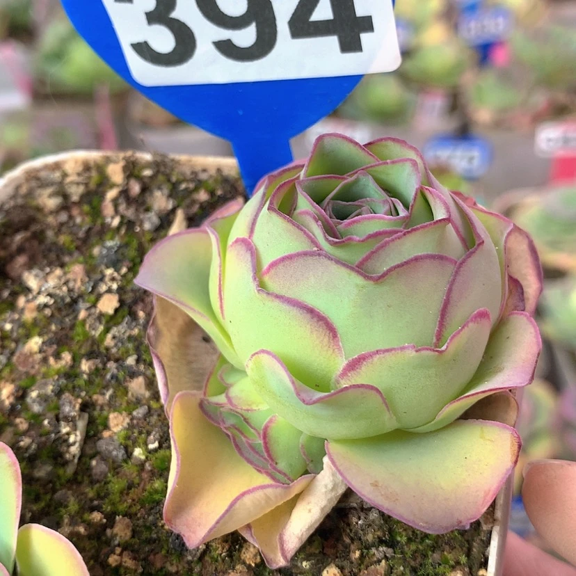 【闪购商品】yjj394