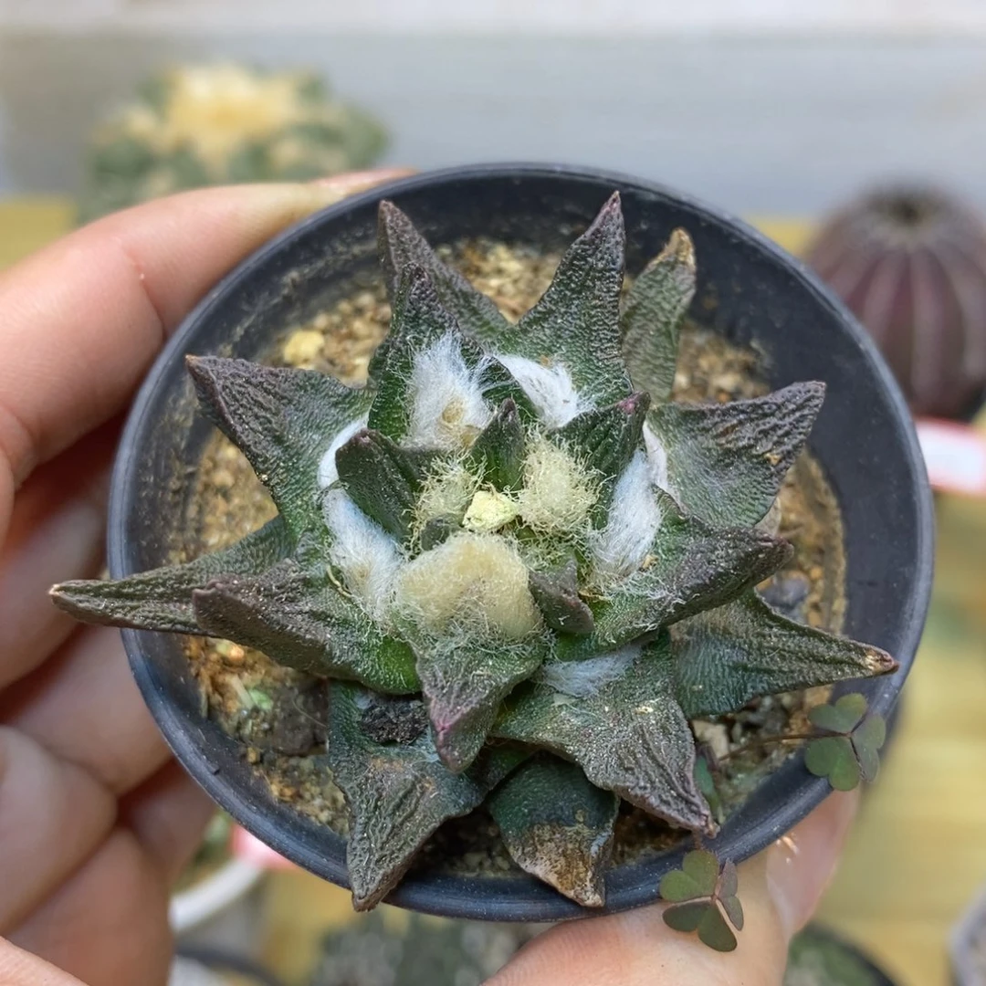 32号 自根龙角岩牡丹5.5公分带盆土