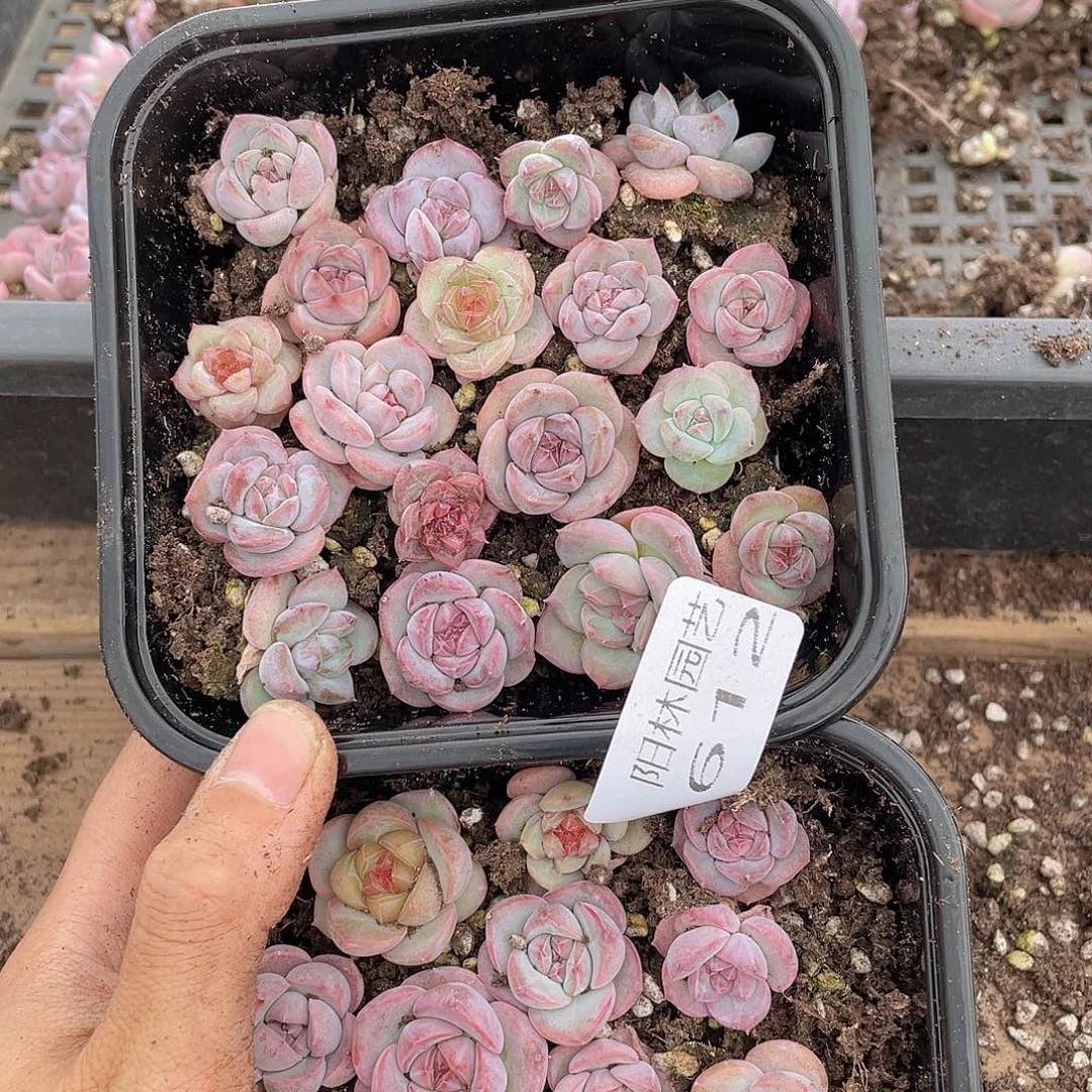 小*圆多肉植物多肉植物615