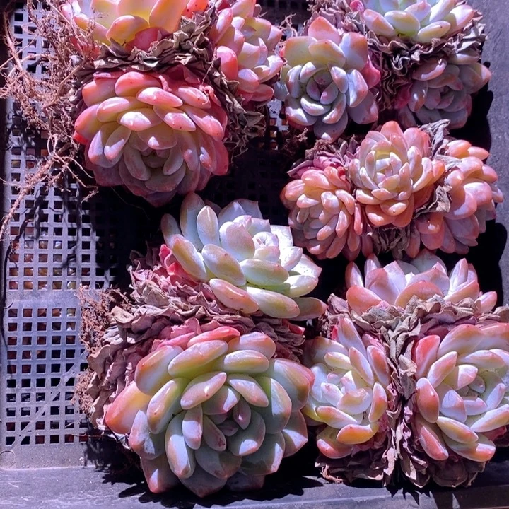 1***0随机一颗肉肉呀呀呀