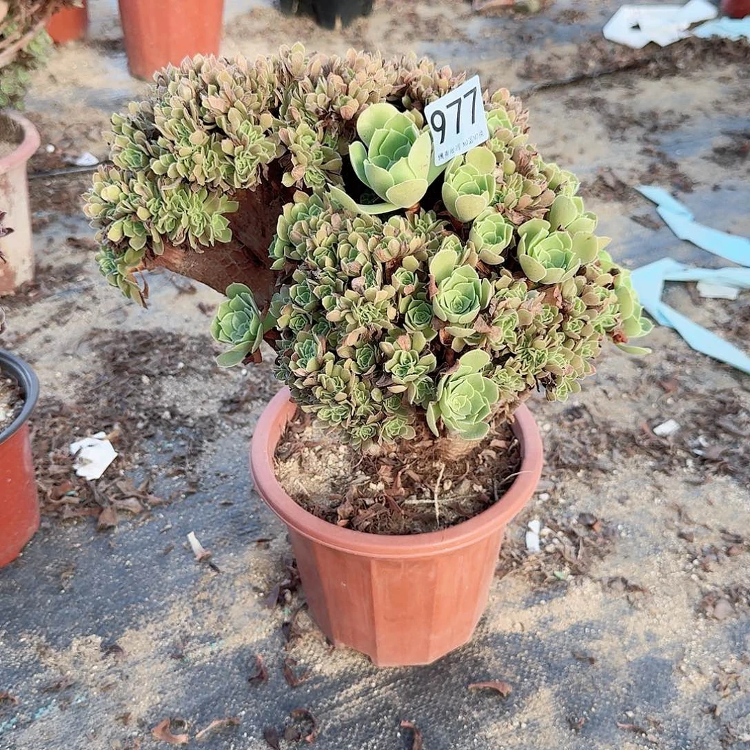 977玫瑰朵朵一颗呀呀