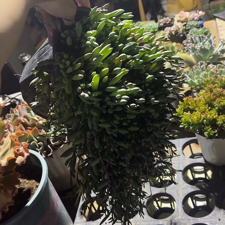 紫玄月大盆新疆包邮