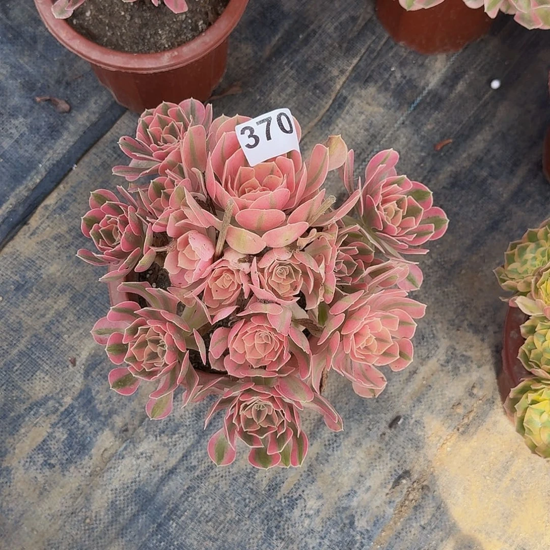 370粉女巫多肉植物法师