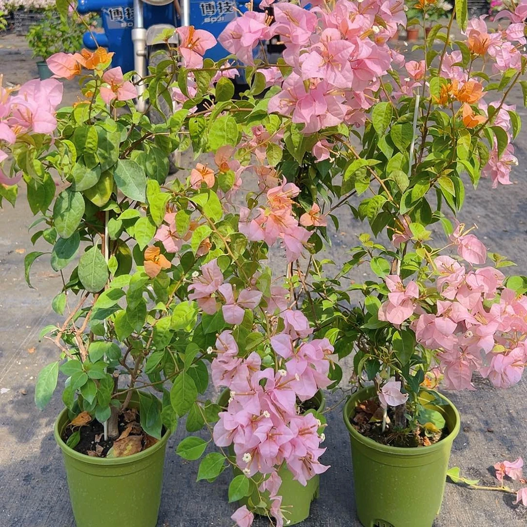大部分花苞少量开放金发女郎带竹一棵