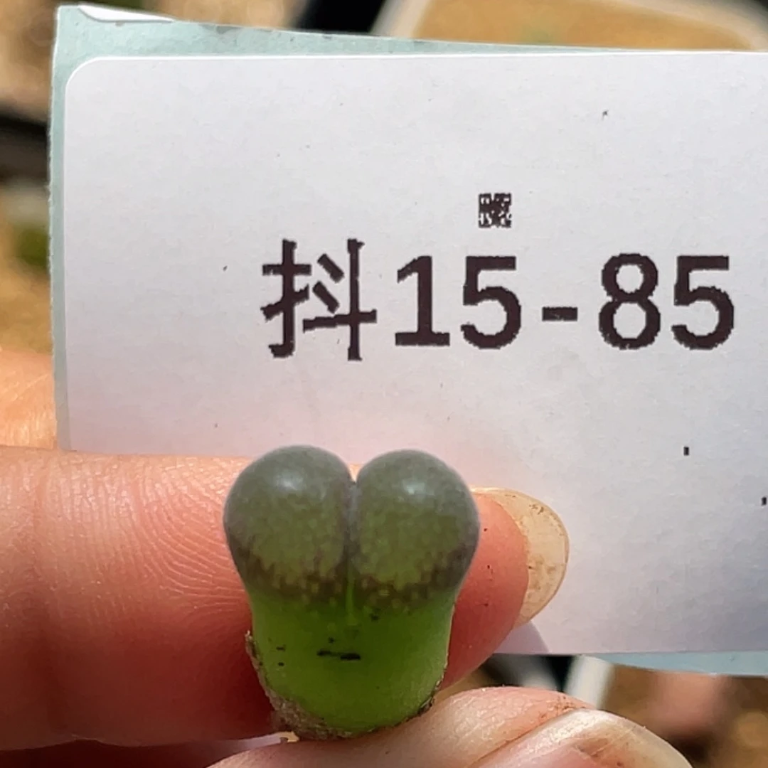 15-85小苗c10多肉植物