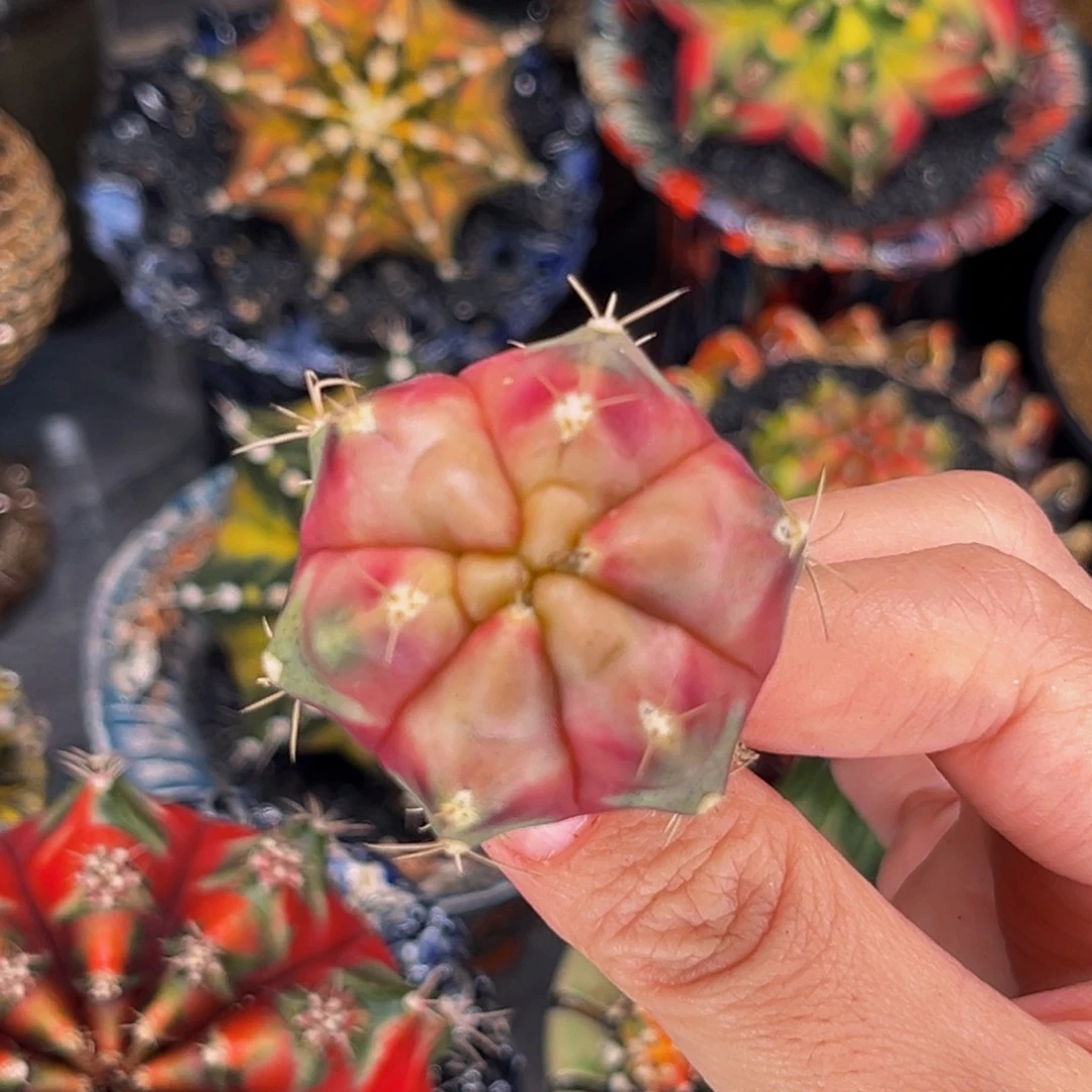 六棱金巴利鸡尾酒 米哈仙人球