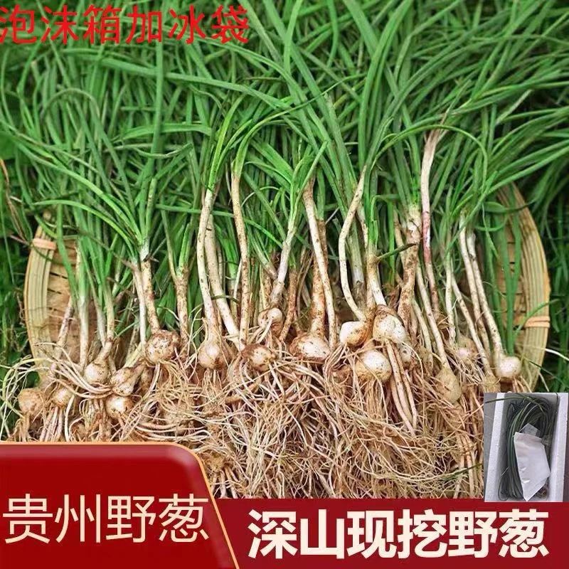【有坏包赔】贵州新鲜野葱野蒜现挖现卖可当下饭菜的特产野菜