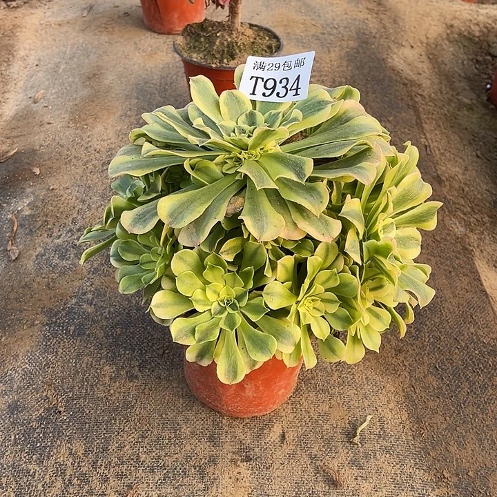 934绿豆沙多肉植物