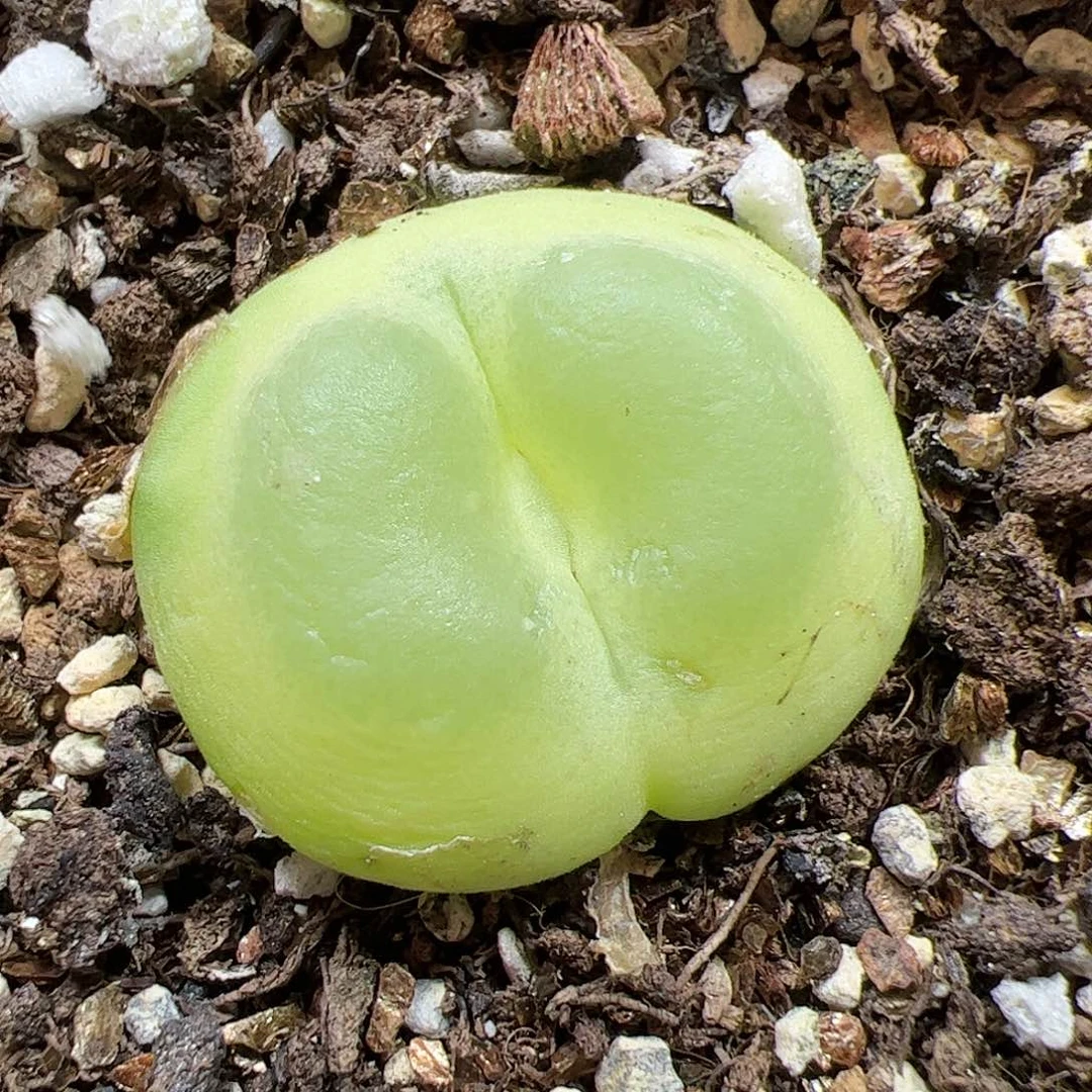 【闪购商品】211 福利带疤2.6cm