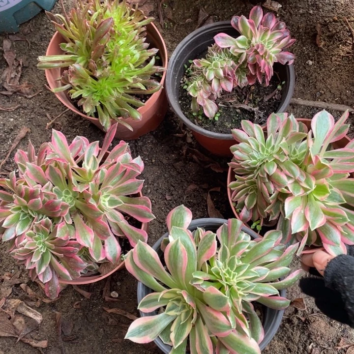 5颗小缀化法师组合