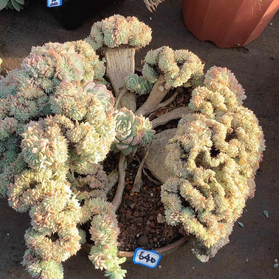 640香妃缀 一物一拍多肉