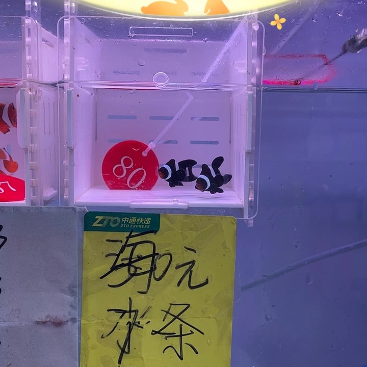 海水鱼短文奥黑礼服一对