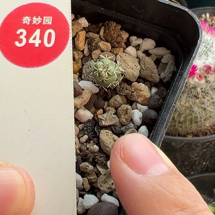 实生大尤帝王丸0.9cm一棵仙人球