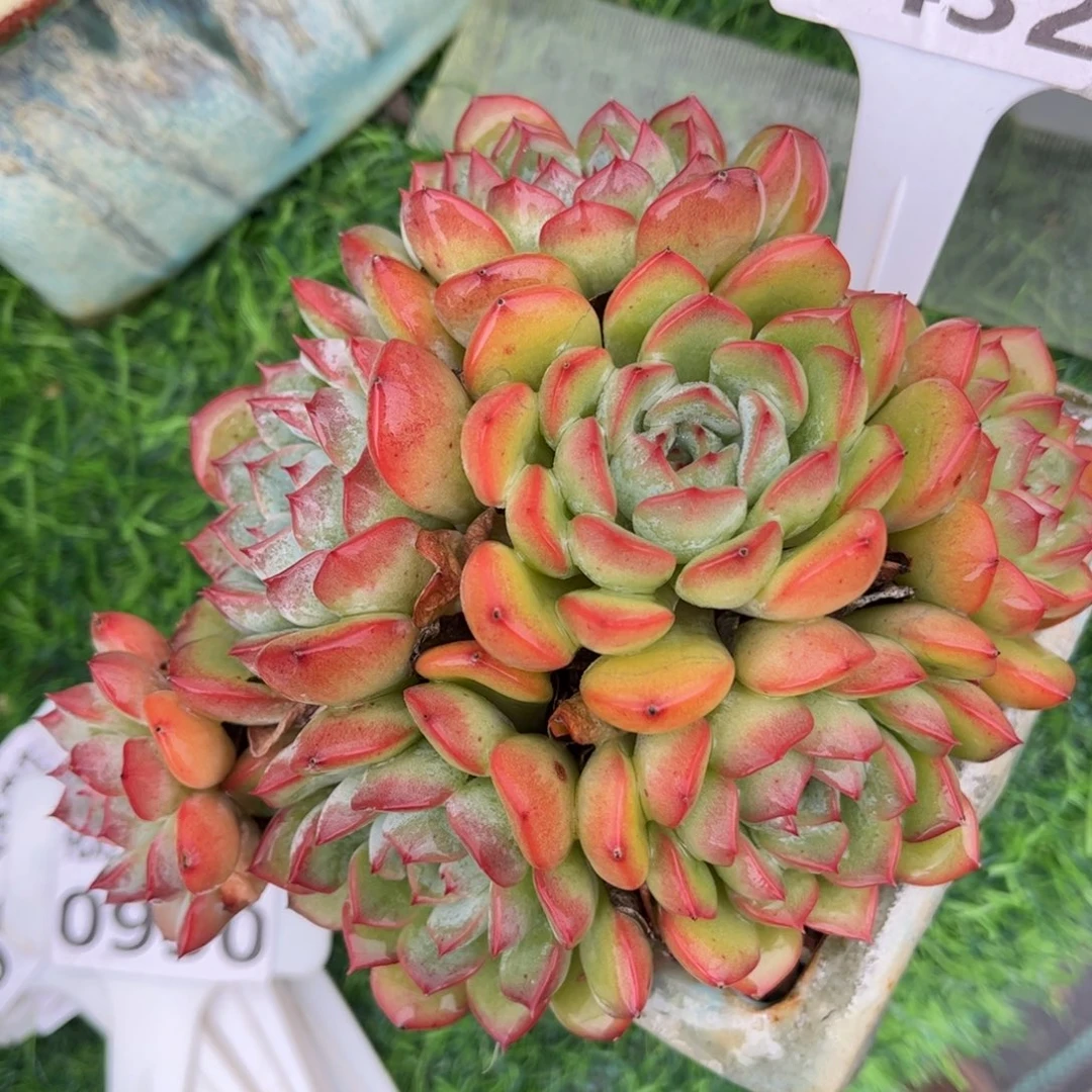 多肉植物1432 满30包邮