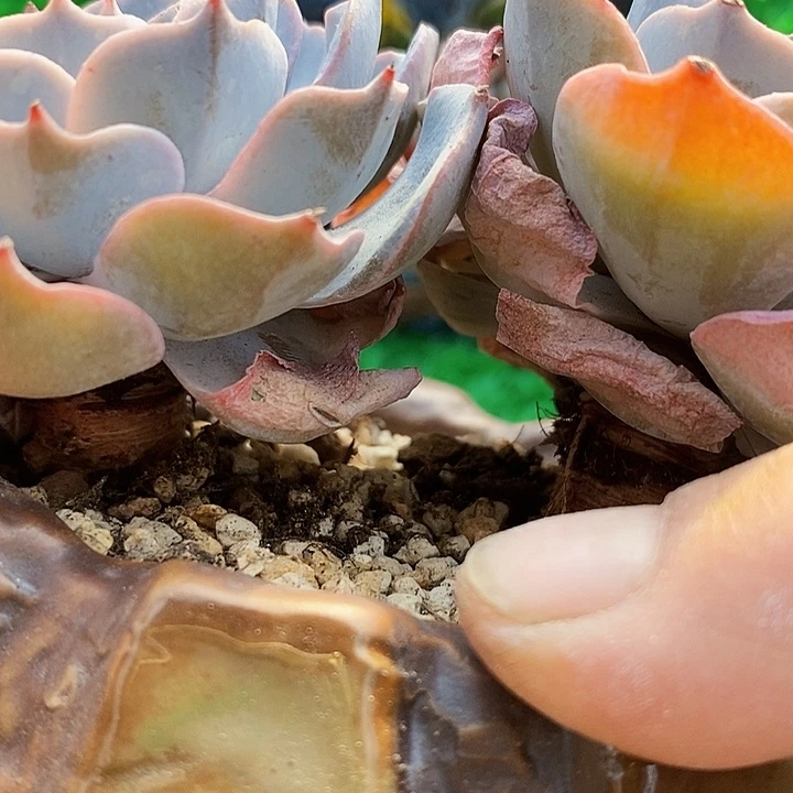 老桩蓝石莲整无砍