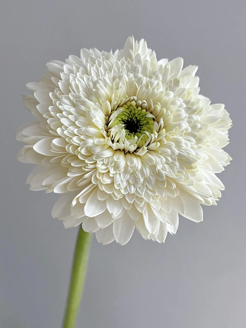 【源头一手价】爱心非洲菊10支    云南基地鲜花直发