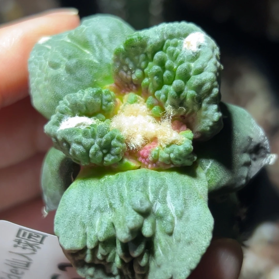 162 仙人球的比赛将