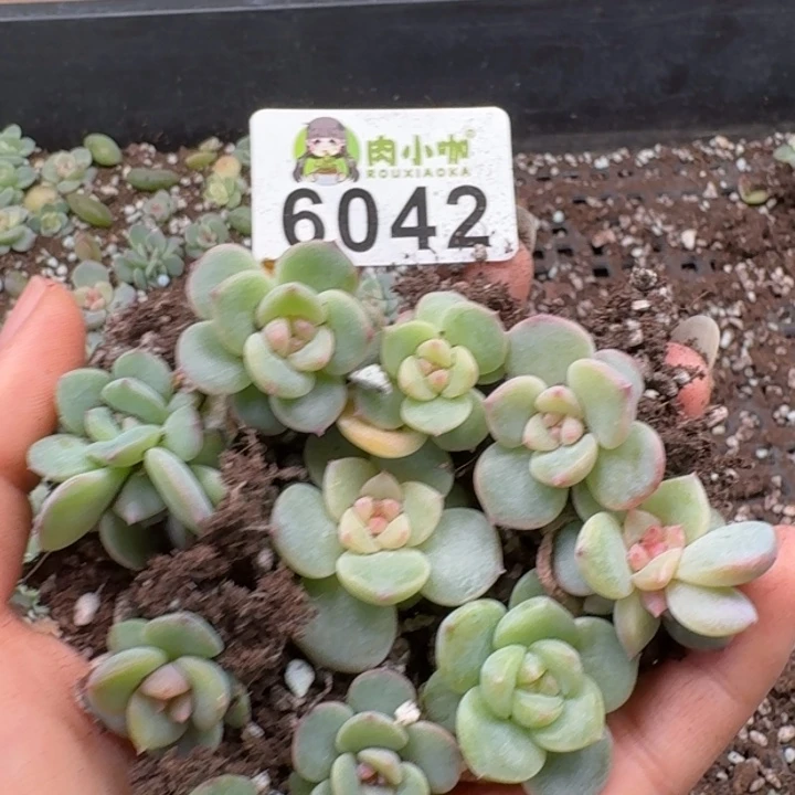 多肉植物多肉植物