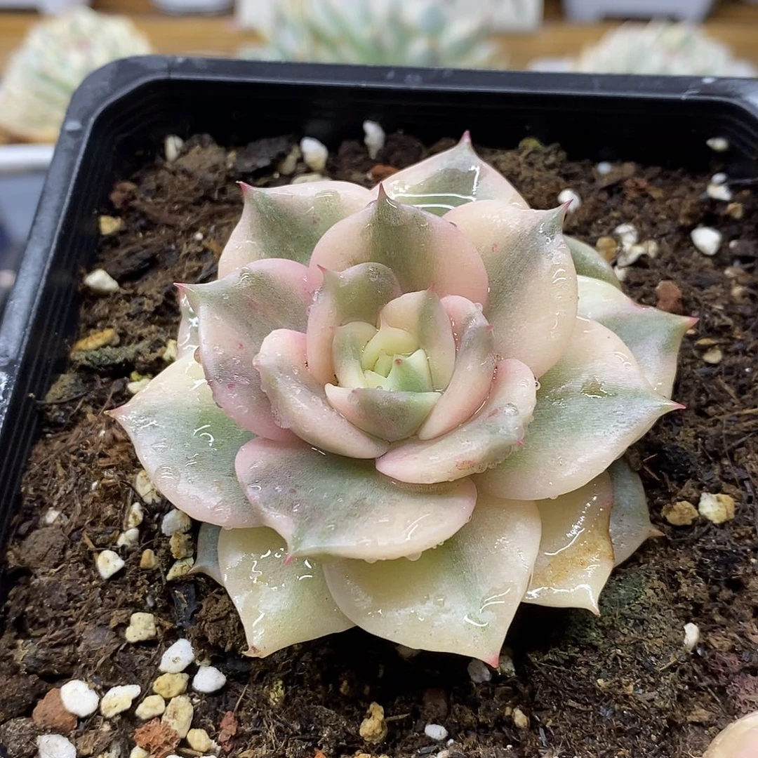 10116 贝加尔湖石化覆轮锦 需延时发货