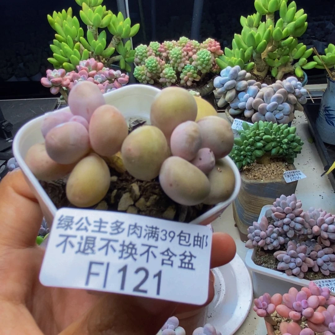 121糖豆奶多肉4c m
