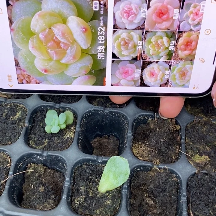 清浅832芽苗一个多肉