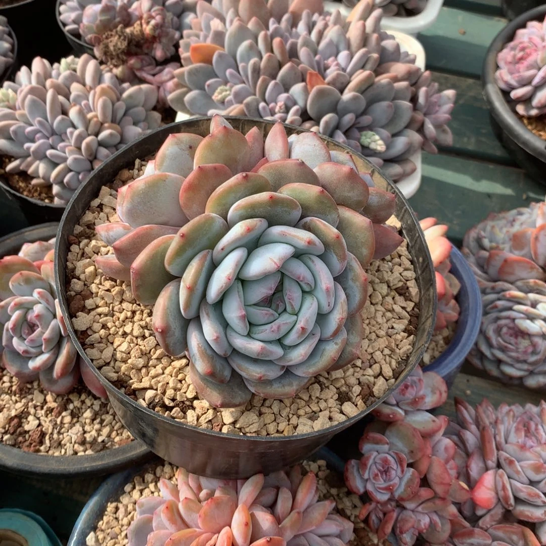 快乐的杨杨花花花花花