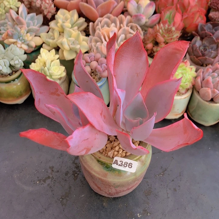 一物一拍含盆土满38包邮A386