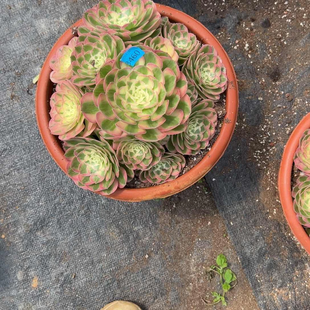 粉*巫3460玉姿多头肉多肉多肉