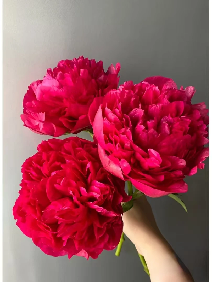 芍药【御前表演】 菏泽精品芍药  秋季发苗 复色系