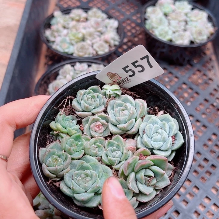 多肉植物多肉植物