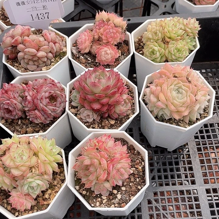 薇薇安园艺多肉1437