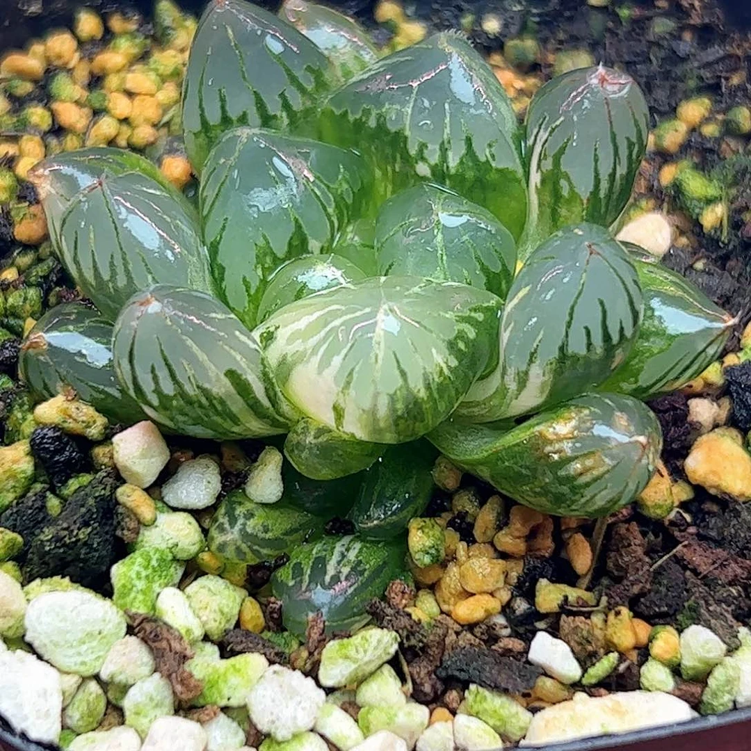 北极之镜锦巨大化十二卷