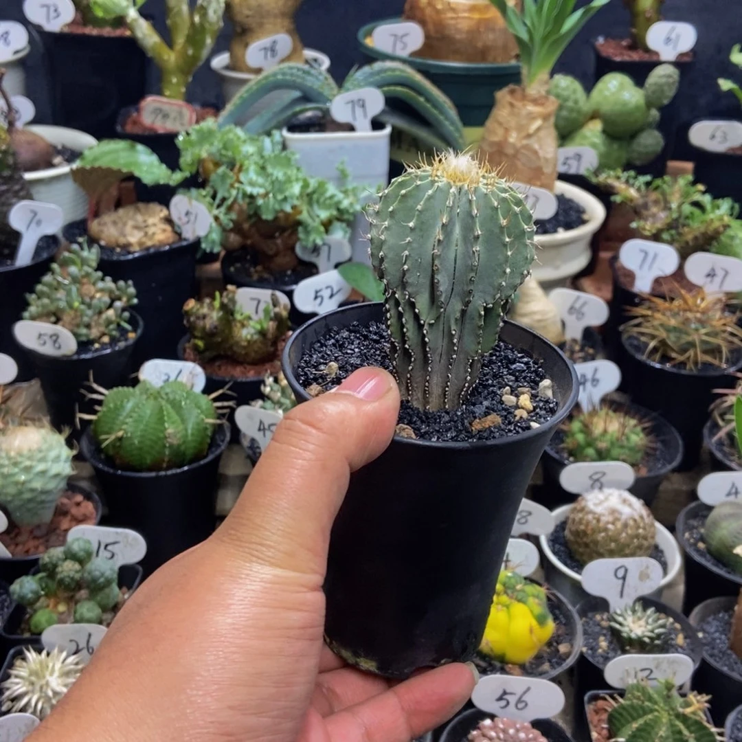 薄叶花笼一物一拍