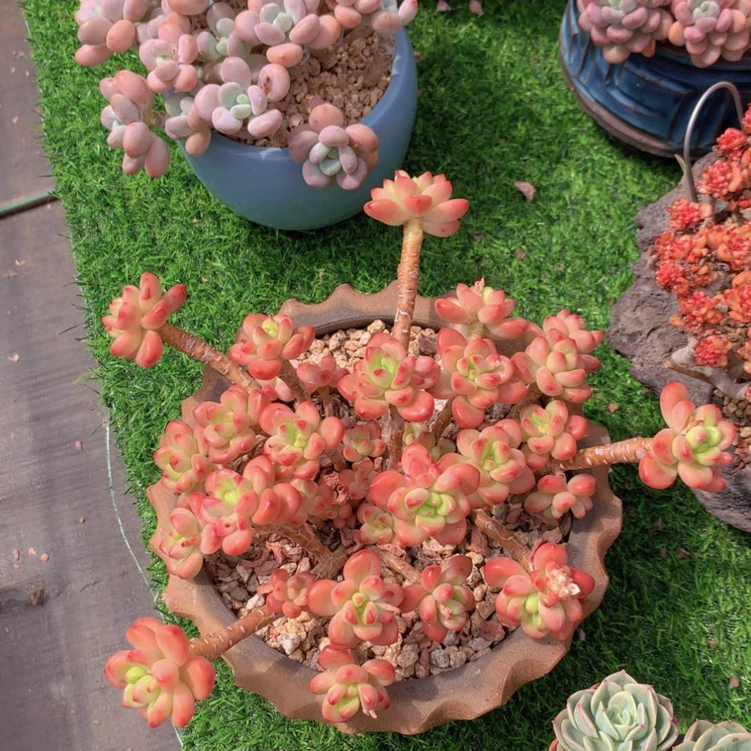 香格里拉 一物一拍