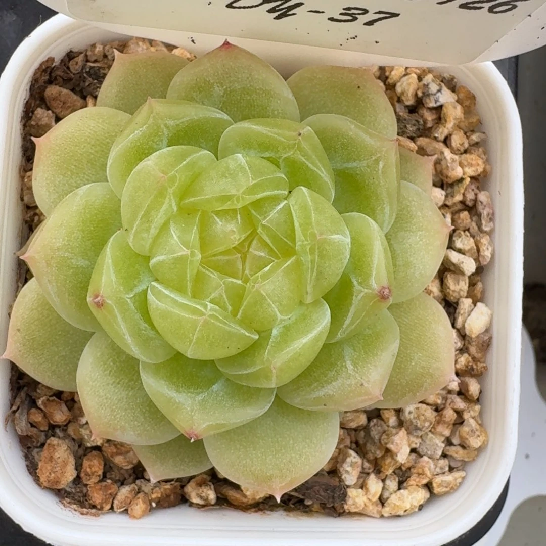 0926-037-3004玉露