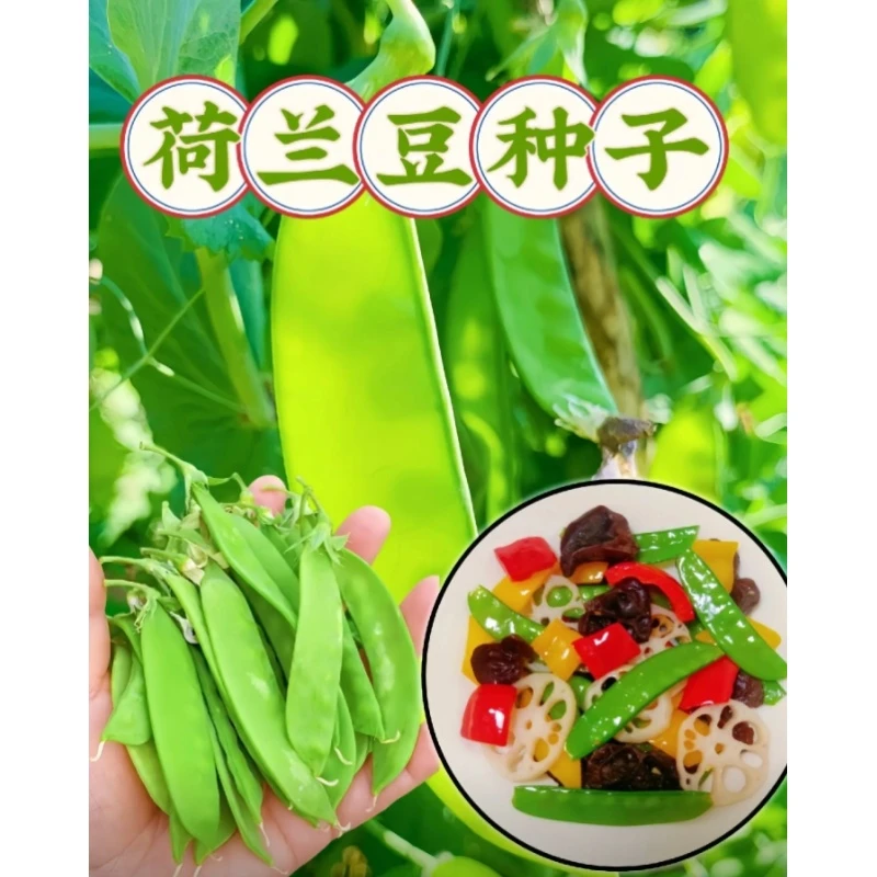 满3包 包邮012荷兰豆种子大荚荷兰豆