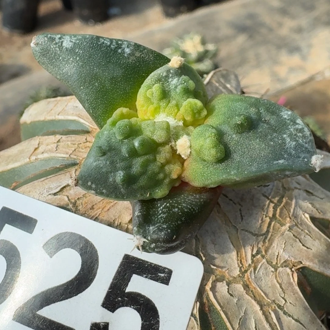 【闪购商品】栗源怒涛525