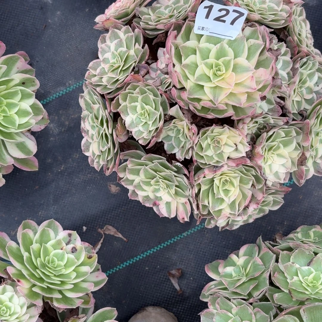 无***无127西施多肉植物发货