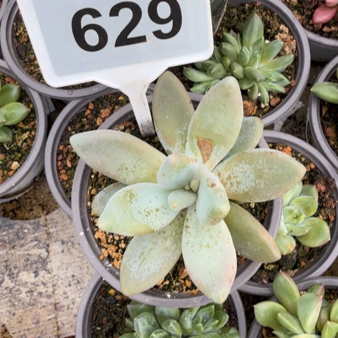 亲***呀企鹅多肉植物629.
