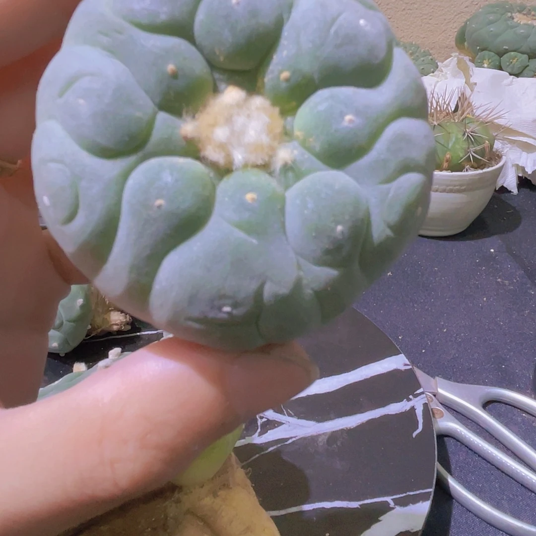无花朵直播间突尤银