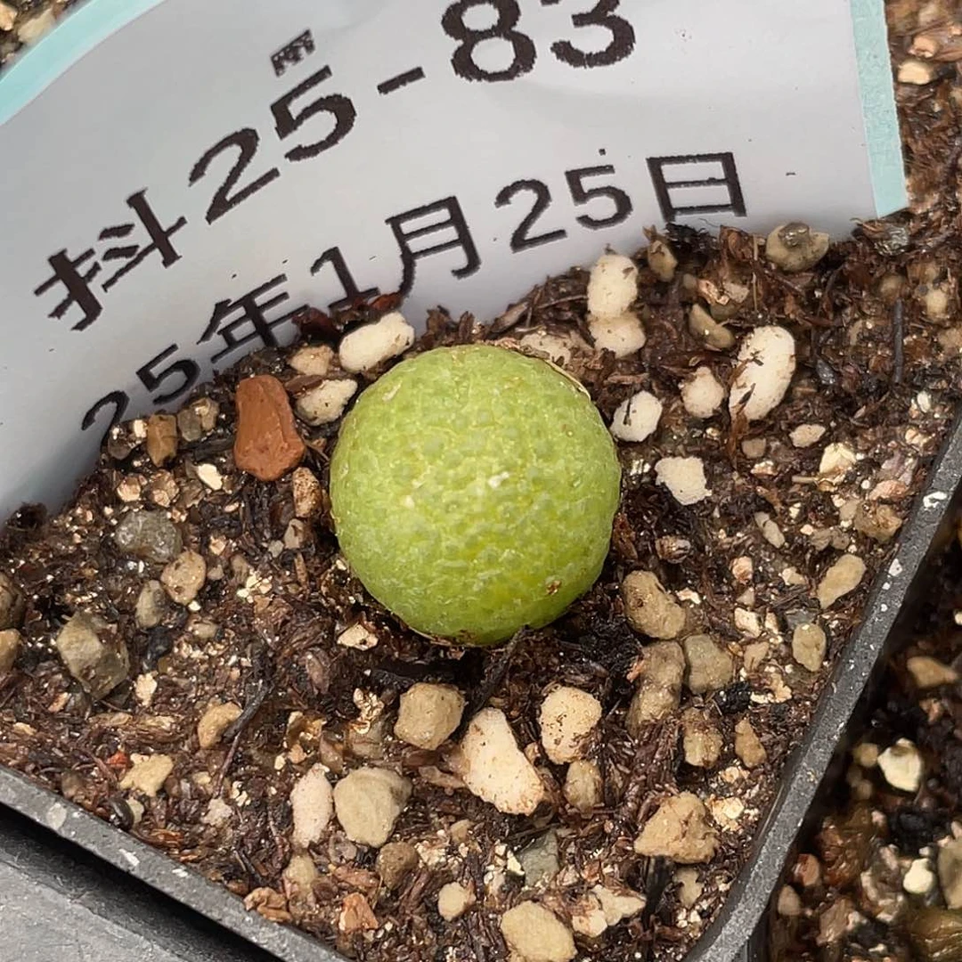 25-83玉米多肉植物