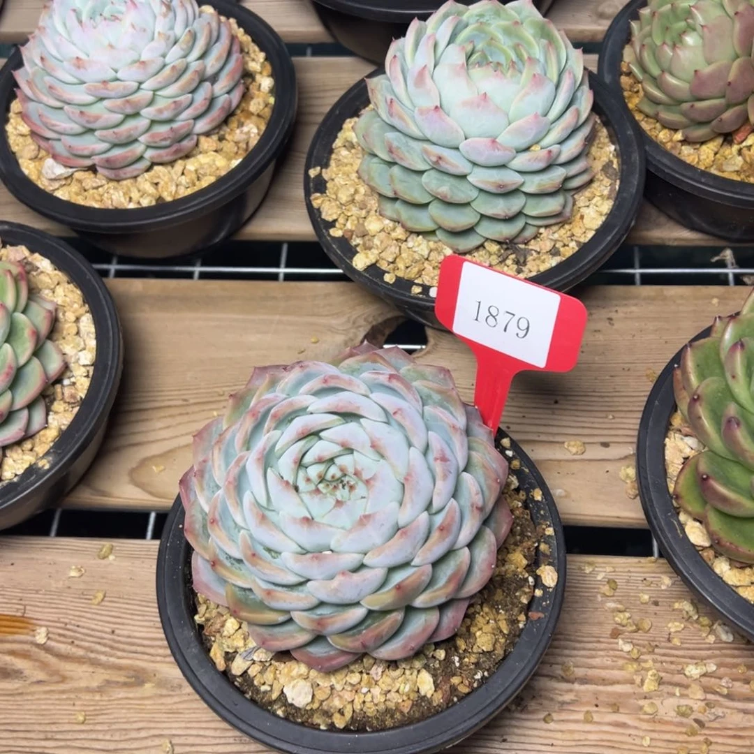 任***转1879肉多么多么多哦