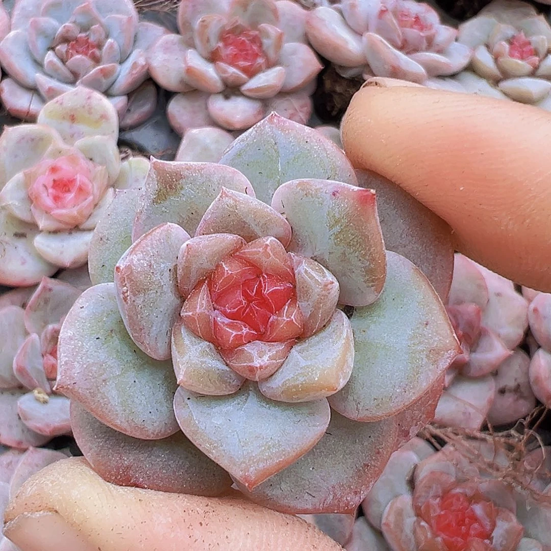 草莓冰沙5颗多肉植物