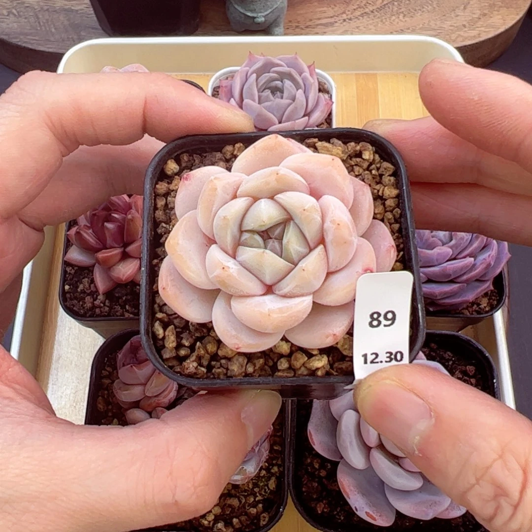 好好看89、哈哈哈哈