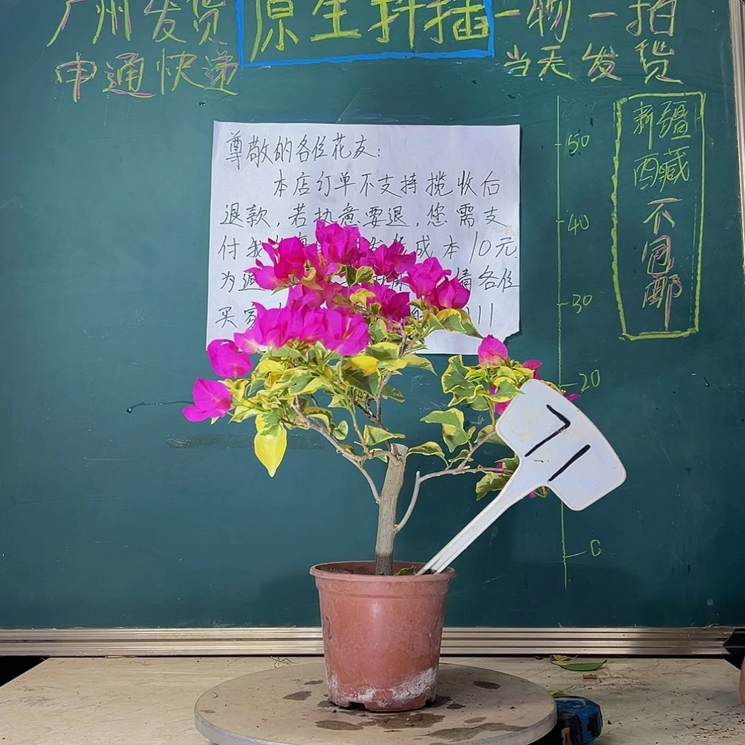 当前无花栽培后可以开花 粗杆 金边宫粉  71