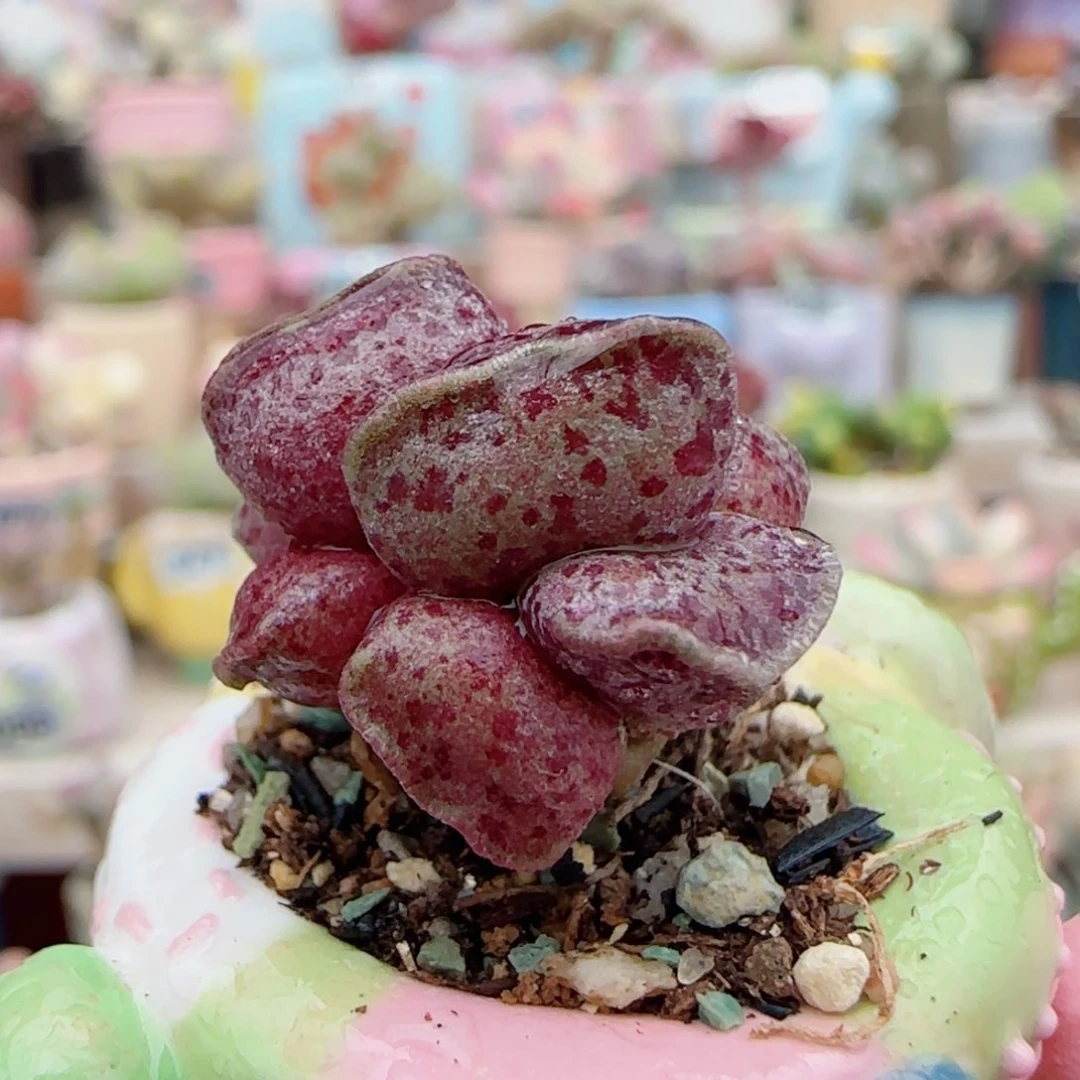 变异粉丸 盆口2.5cm