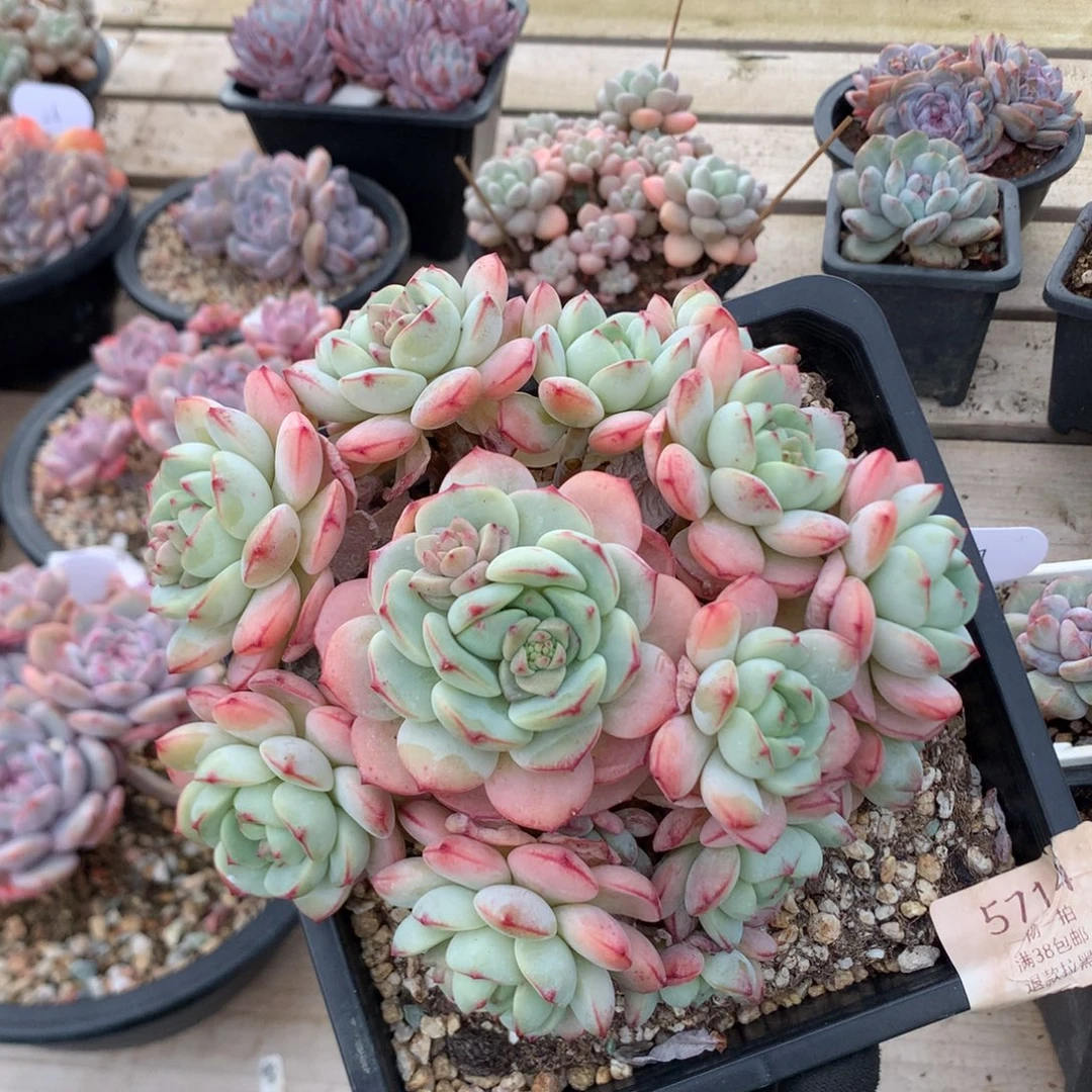 16厘米13头香草 捧花 无砍 5714