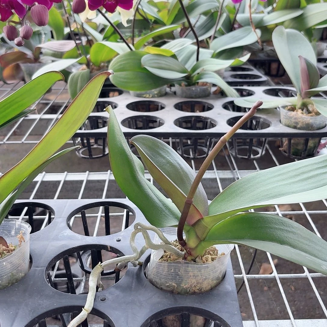 大辣椒带花剑1颗2.5杯叶片易开裂