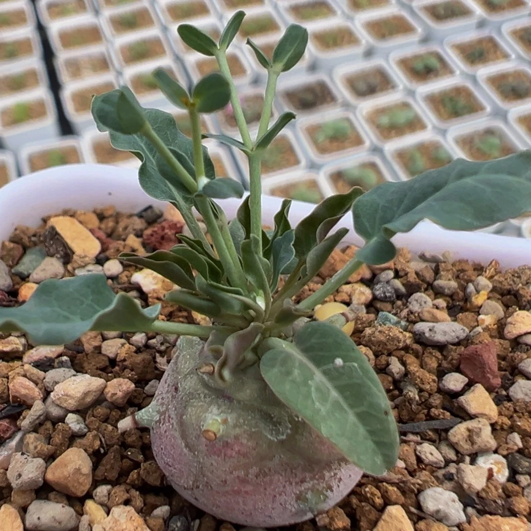 205多肉植物百科植物