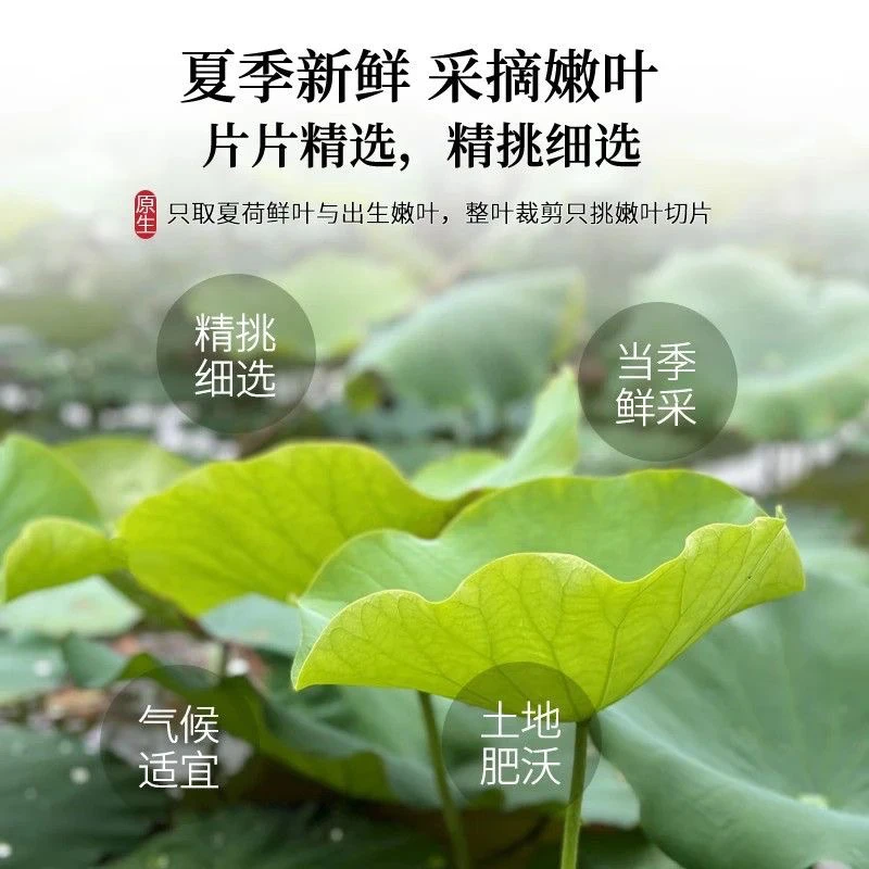 中国荷藕之乡宝应头茬嫩荷叶整张荷叶茶新鲜荷叶干荷叶片和荷叶茶